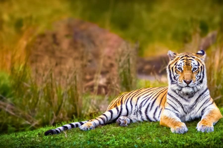 Top 10 Reasons to Visit Ranthambore: India’s Most Thrilling Tiger Safari Destination