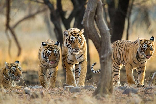 Ranthambore