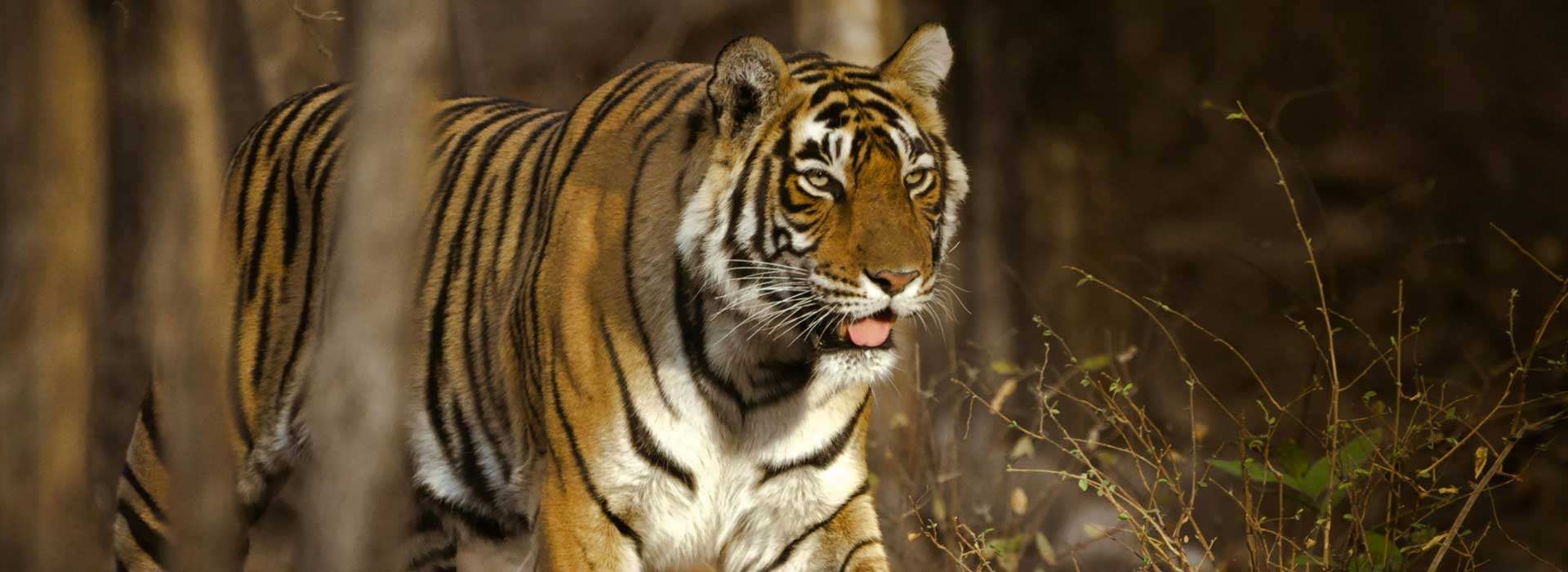 Golden Triangle Tour with Ranthambore